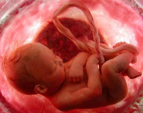1 bb in utero